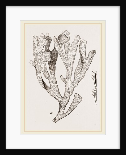 Flustra foliacea by Anonymous