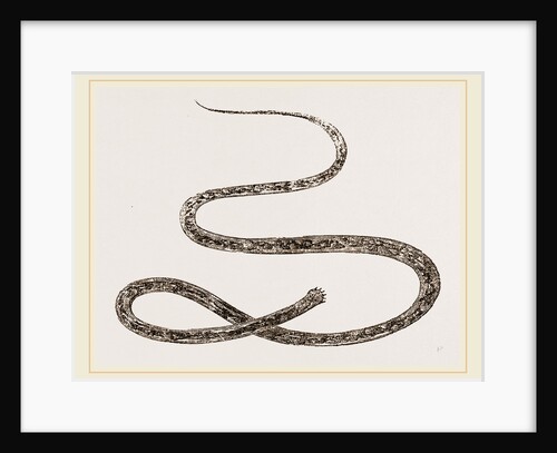 Strongylus equinus by Anonymous