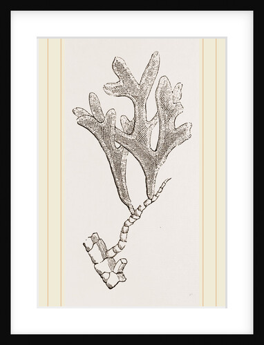Andonea foliifera by Anonymous