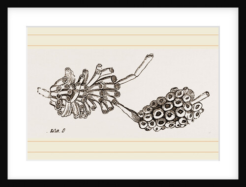 Cellepora pumicosa by Anonymous