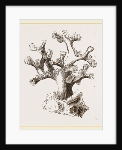 Oculina axillaris by Anonymous