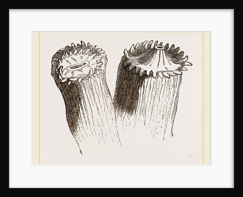 Animal cf Cladocora cespitosa by Anonymous