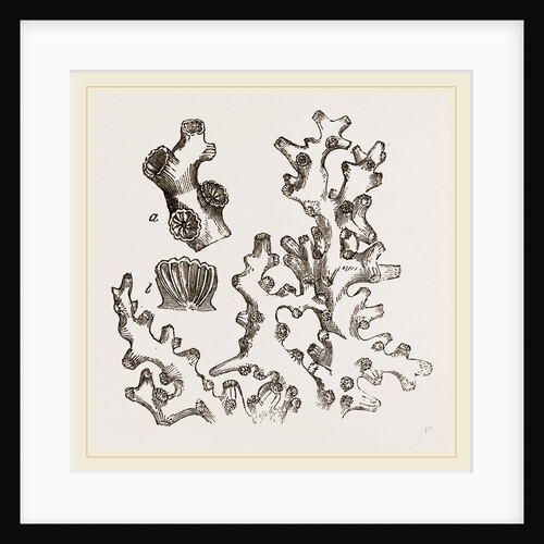 Dentipora virginea by Anonymous