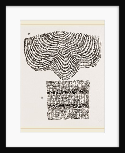 Stromatopora subconcentrica by Anonymous