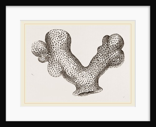 Porites clavaria by Anonymous