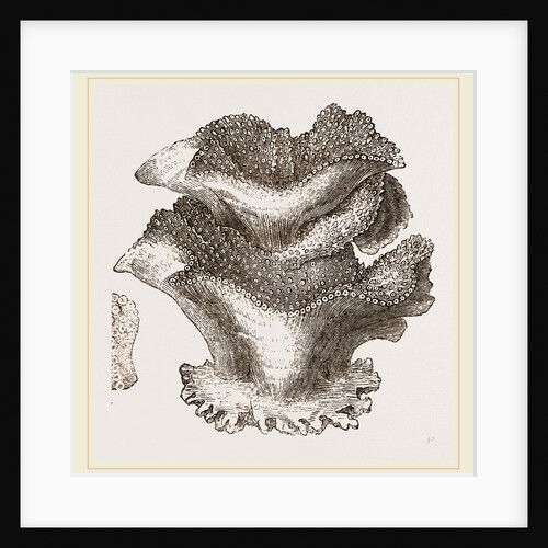 Gemmipora mesenterina by Anonymous