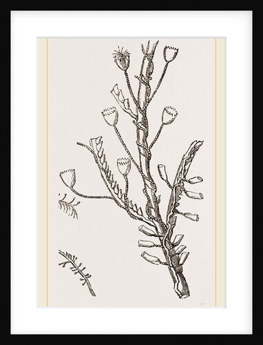Campanutaria volubilis by Anonymous