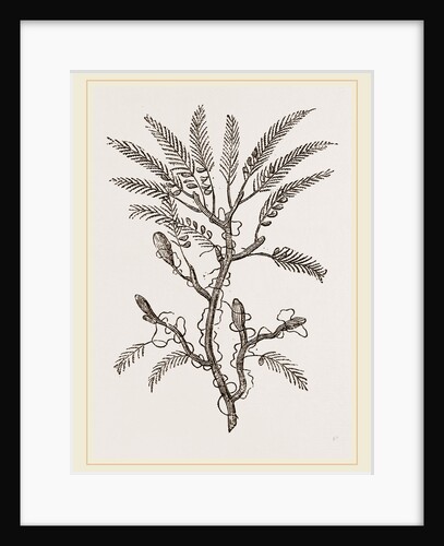 Plumularia pluma by Anonymous