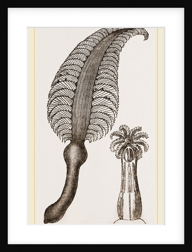 Pennatula grisea by Anonymous