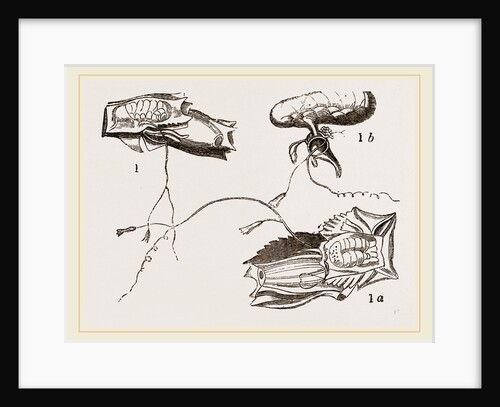 Amphiroa alata by Anonymous