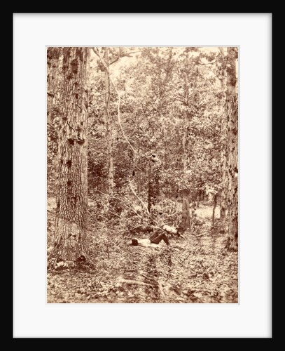 Wounded trees at Gettysburg, USA by Anonymous