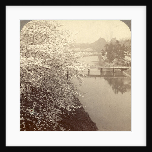 Cherry-blossoms along the moat surrounding the Imperial Palace Park, Tokyo, Japan by Anonymous