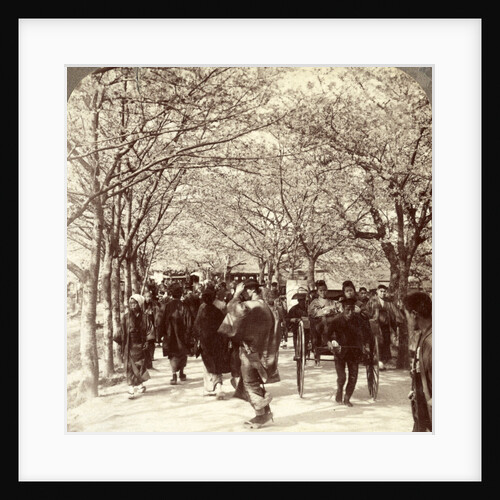A canopy of cherry blossoms over beautiful Mukojima Avenue, (north), Tokyo, Japan by Anonymous
