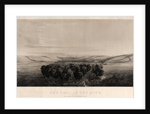 The herd on the move by W.J. Hays