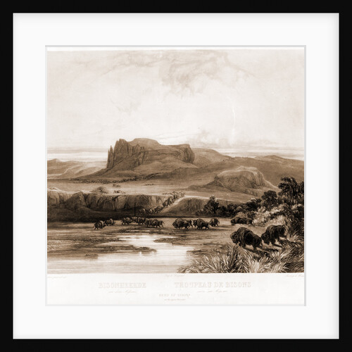 Herd of Bisons on the upper Missouri by Anonymous