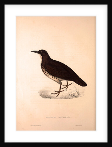 Zoothera Monticola, Long-billed Thrush by Elizabeth Gould and John Gould