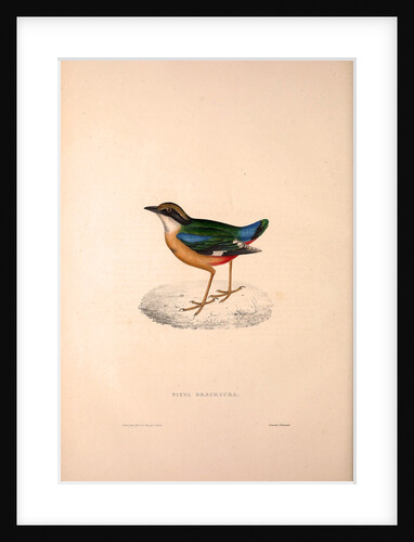 Pitta Brachyura, Indian Pitta by Elizabeth Gould and John Gould