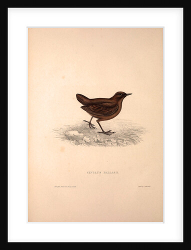 Cinclus Pallasii, Brown Dipper by Elizabeth Gould and John Gould