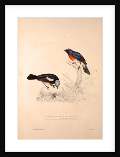 Phoenicura Rubeculoides, Phoenicura Coeruleocephala by Elizabeth Gould and John Gould