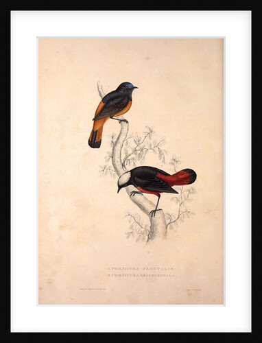 Phoenicura Frontalis, Phoenicura Leucocephala by Elizabeth Gould and John Gould