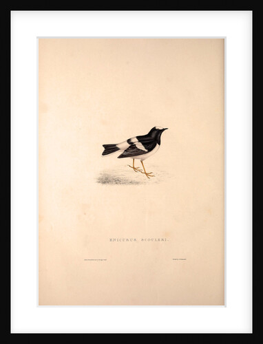 Enicurus Scouleri, Little Forktail by Elizabeth Gould and John Gould
