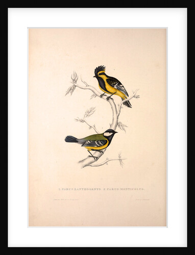 Parus Xanthogenys, Parus Monticolus by Elizabeth Gould and John Gould