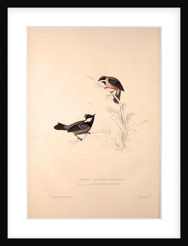 Parus Erythrocephalus, Parus Melanolophus by Elizabeth Gould and John Gould