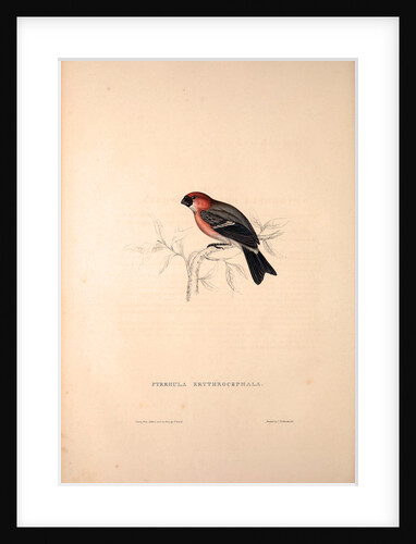 Pyrrhula Erythrocephala, Red-headed Bullfinch by Elizabeth Gould and John Gould