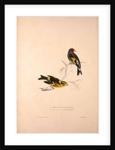 Carduelis Caniceps, Grey-headed Goldfinch, Carduelis Spinoides, Yellow-breasted Greenfinch by Elizabeth Gould and John Gould
