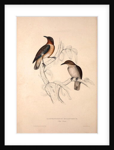 Lamprotornis Spilopterus, winged Starling by Elizabeth Gould and John Gould