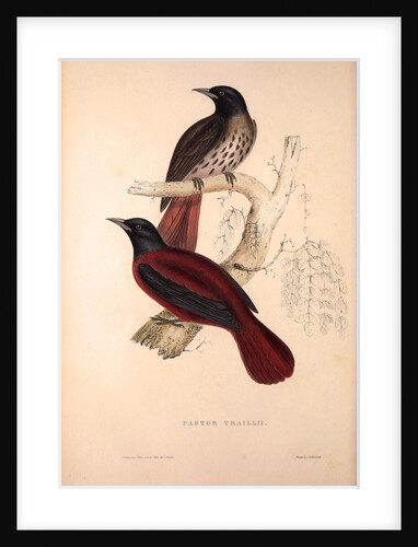 Pastor Traillii by Elizabeth Gould and John Gould