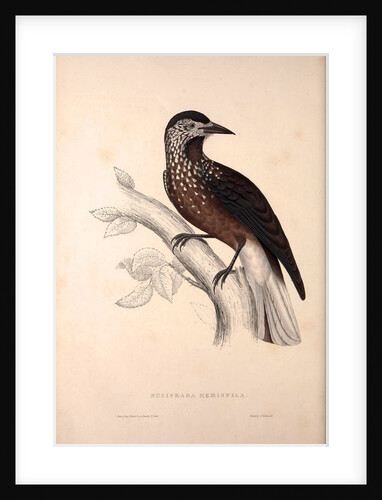 Nucifraga Hemispila, Himalayan Nutcracker by Elizabeth Gould and John Gould