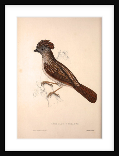 Garrulus Striatus, Striated Laughingthrush by Elizabeth Gould and John Gould