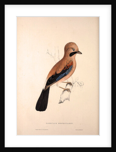 Garrulus Bispecularis, Himalayan Jay by Elizabeth Gould and John Gould