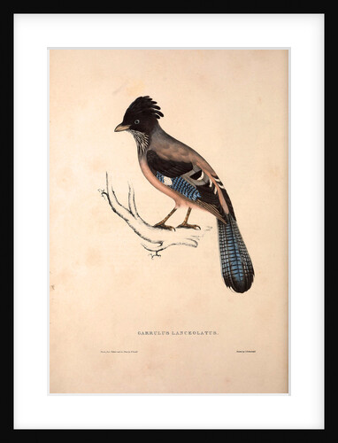 Garrulus Lanceolatus, Black-headed Jay or Lanceolated Jay by Elizabeth Gould and John Gould