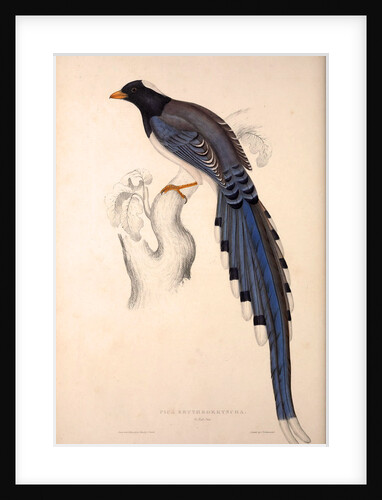 Pica Erythrorhyncha by Elizabeth Gould and John Gould