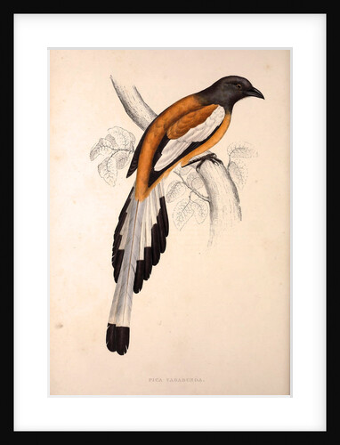 Pica Vagabunda by Elizabeth Gould and John Gould