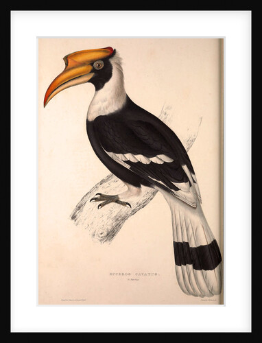 Buceros Cavatus,Concave Hornbill by Elizabeth Gould and John Gould
