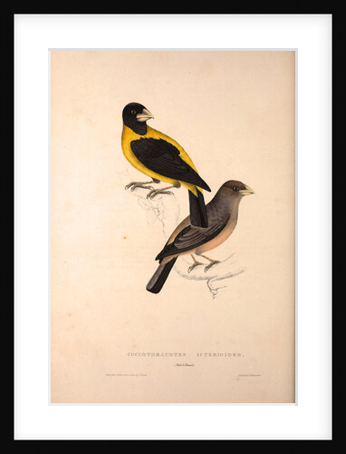 Coccothraustes Icterioides, black and yellow hawfinch by Elizabeth Gould and John Gould