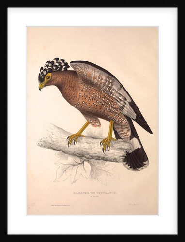 Haematornis Undulatus, Hawk by Elizabeth Gould and John Gould