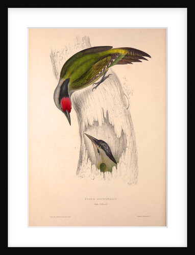 Picus Occipitalis by Elizabeth Gould and John Gould