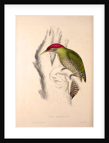 Picus Squamatus, Scaly-bellied Woodpecker by Elizabeth Gould and John Gould