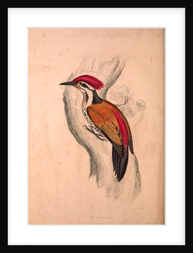 Picus Shorii, Dinopium shorii shorii, Himalayan Flameback by Elizabeth Gould and John Gould