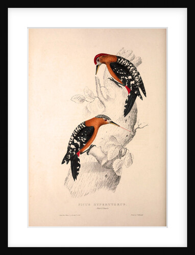 Picus Hyperythrus, Rufous-bellied Woodpecker by Elizabeth Gould and John Gould