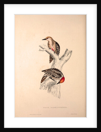Picus Mahrattensis, Yellow-fronted Tied Woodpecker by Elizabeth Gould and John Gould