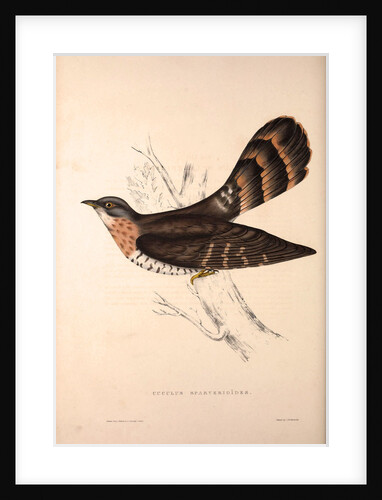 Cuculus Sparverioides, Large Hawk-Cuckoo,Hierococcyx sparverioides by Elizabeth Gould and John Gould