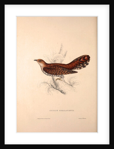 Cuculus Himalayanus, Himalayan Cuckoo by Elizabeth Gould and John Gould