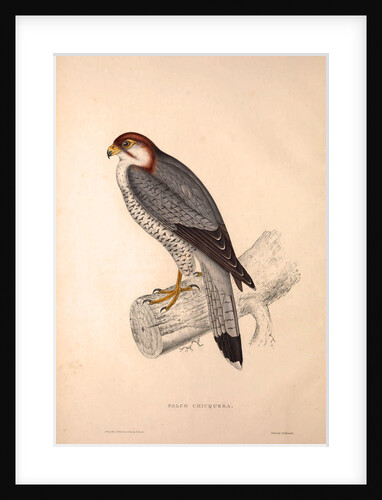 Falco Chicquera, Red-necked Falcon or Red-headed Merlin by Elizabeth Gould and John Gould