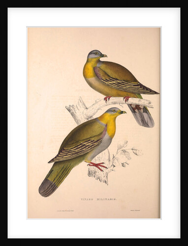 Vinago Militaris by Elizabeth Gould and John Gould