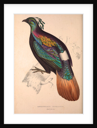 Lophophorus Impeyanus (male), Himalayan Monal Pheasant by Elizabeth Gould and John Gould